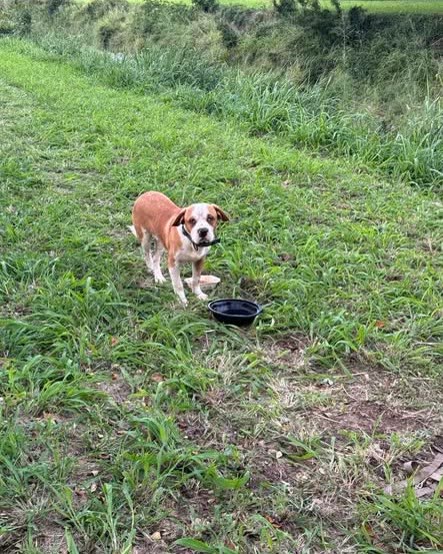 FOUND PET - Oahu | SSH Search