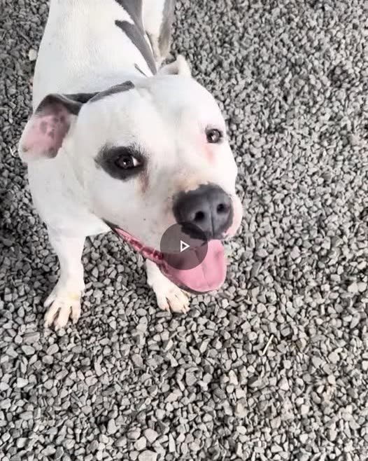 LOST PET - Oahu | SSH Search