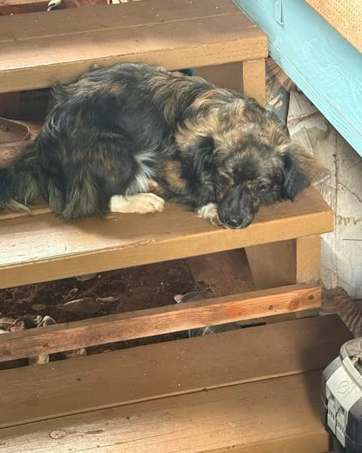 FOUND PET - Oahu | SSH Search
