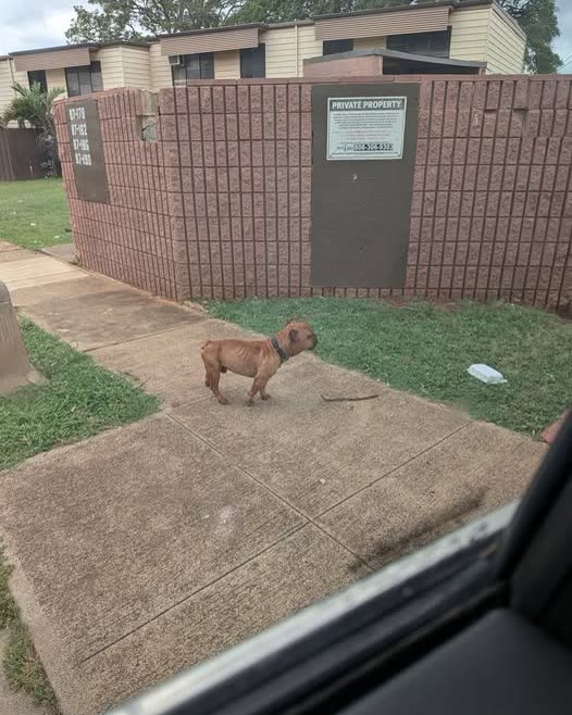 ANIMAL SIGHTING - Oahu | SSH Search