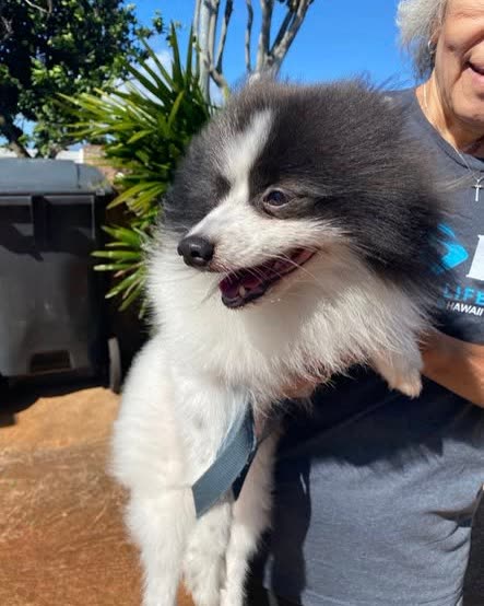FOUND PET - Oahu | SSH Search
