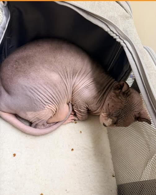FOUND PET - Oahu | SSH Search