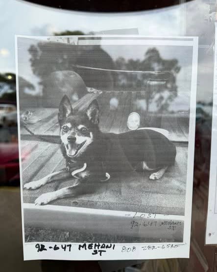 LOST PET - Oahu | SSH Search