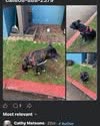 FOUND PET - Oahu | SSH Search
