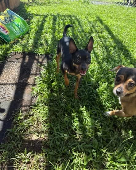 FOUND PET - Oahu | SSH Search