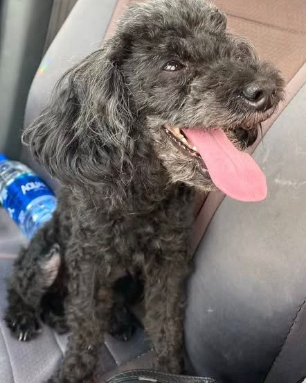 LOST PET - Oahu | SSH Search