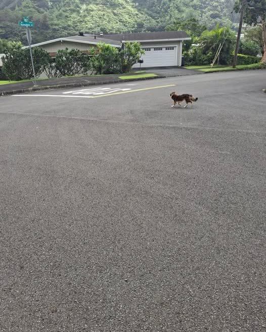 LOST PET - Oahu | SSH Search