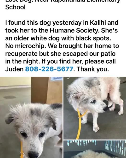 LOST PET - Oahu | SSH Search