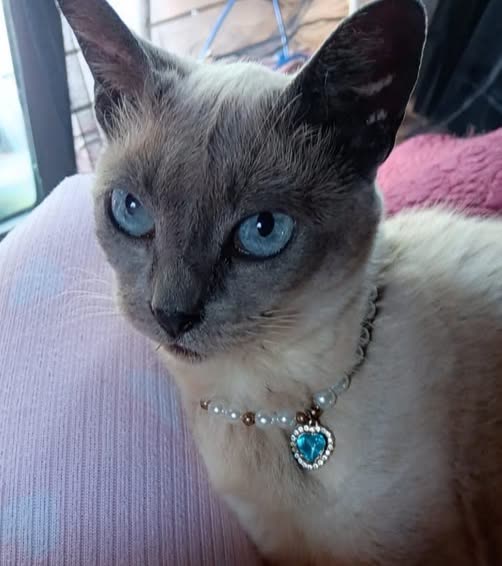 LOST PET - Oahu | SSH Search