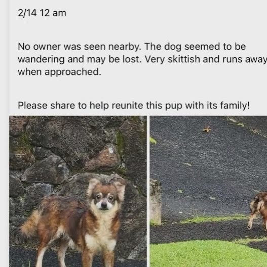 LOST PET - Oahu | SSH Search