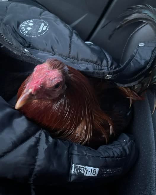 FOUND PET - Oahu | SSH Search