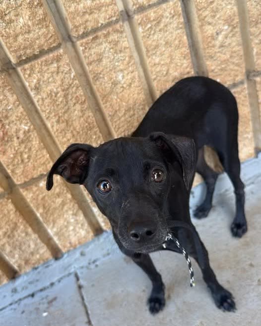 FOUND PET - Oahu | SSH Search