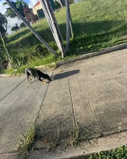 ANIMAL SIGHTING - Oahu | SSH Search