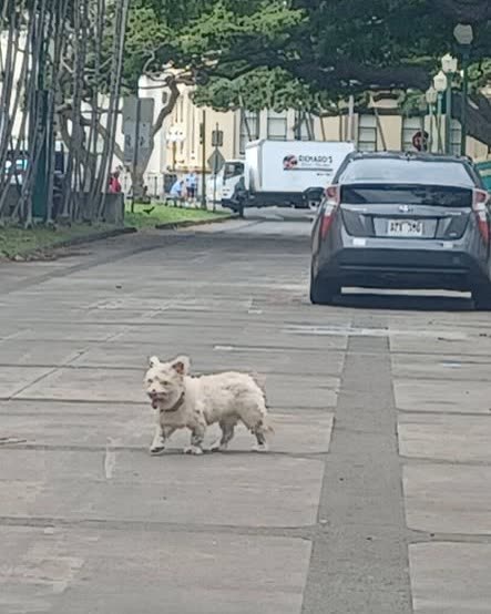 ANIMAL SIGHTING - Oahu | SSH Search