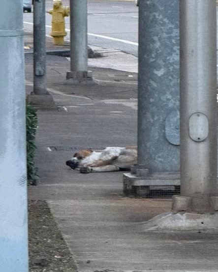 ANIMAL SIGHTING - Oahu | SSH Search