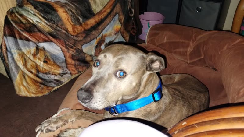 LOST PET - Oahu | SSH Search