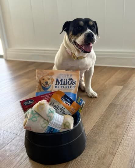 LOST PET - Oahu | SSH Search