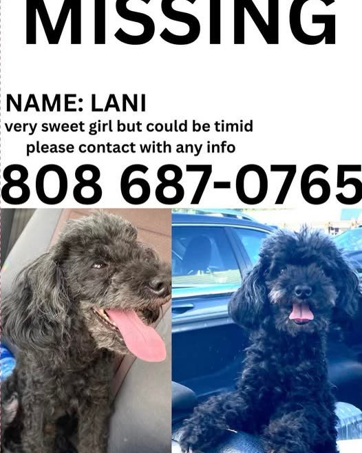 LOST PET - Oahu | SSH Search
