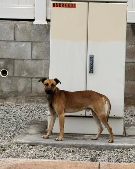 ANIMAL SIGHTING - Oahu | SSH Search