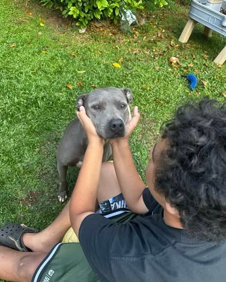 LOST PET - Oahu | SSH Search