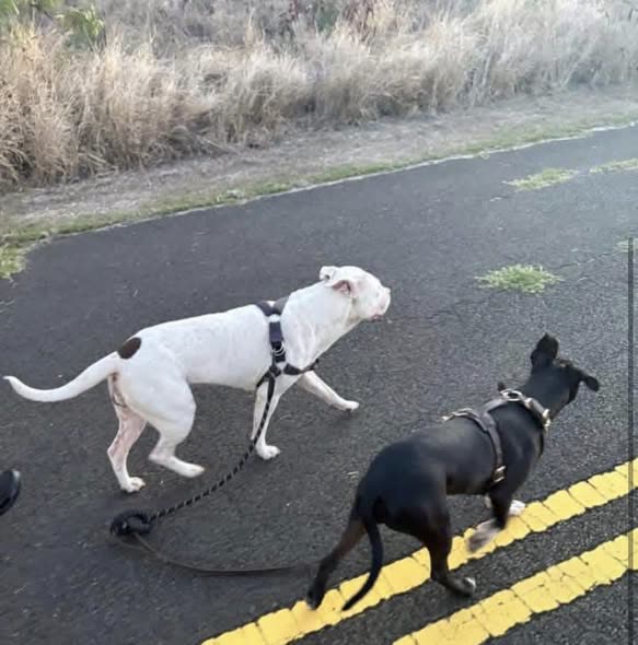 LOST PET - Oahu | SSH Search