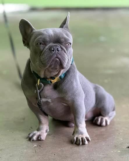 LOST PET - Oahu | SSH Search