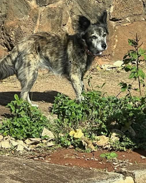 ANIMAL SIGHTING - Oahu | SSH Search