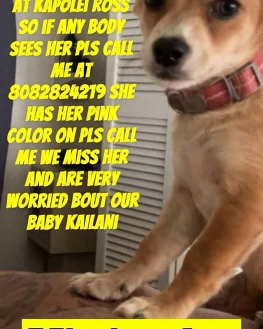 LOST PET - Oahu | SSH Search