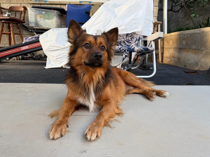 FOUND PET - Oahu | SSH Search