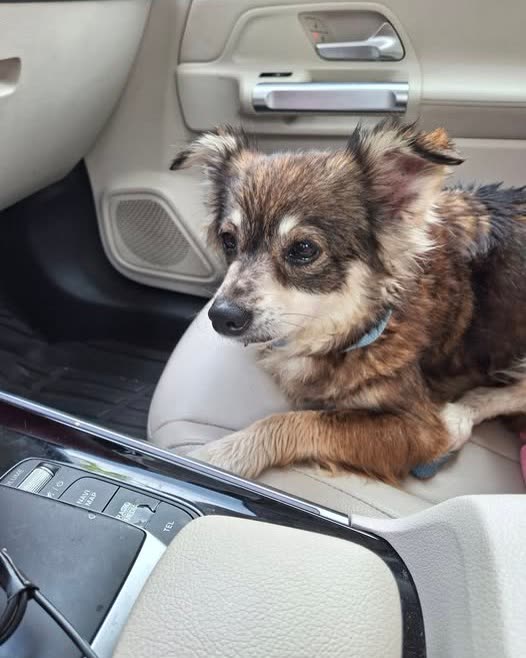 FOUND PET - Oahu | SSH Search