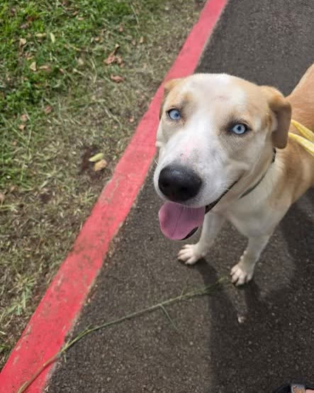 FOUND PET - Oahu | SSH Search
