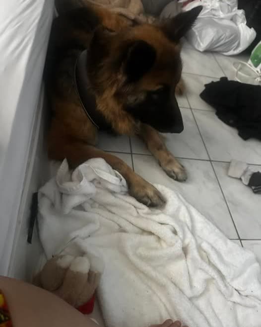 FOUND PET - Oahu | SSH Search