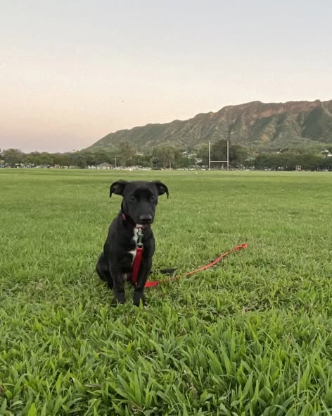 LOST PET - Oahu | SSH Search