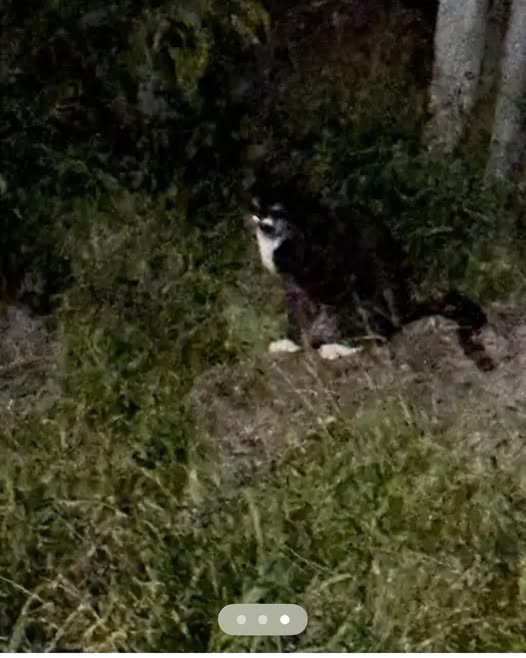 LOST PET - Oahu | SSH Search