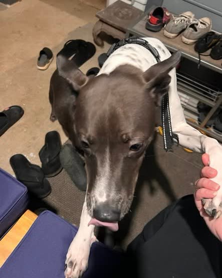 FOUND PET - Oahu | SSH Search