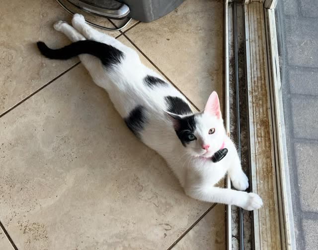 LOST PET - Oahu | SSH Search