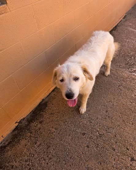 FOUND PET - Oahu | SSH Search