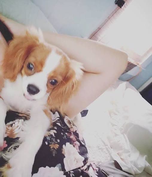 LOST PET - Oahu | SSH Search