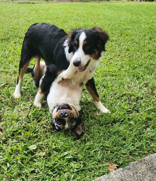 LOST PET - Oahu | SSH Search