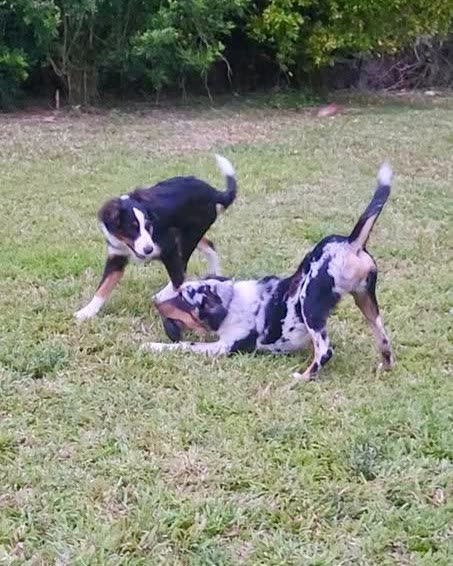 LOST PET - Oahu | SSH Search