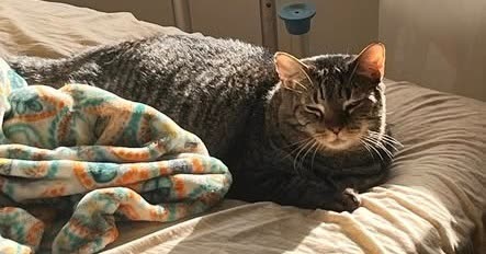 LOST PET - Oahu | SSH Search