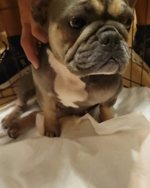 FOUND PET - Oahu | SSH Search