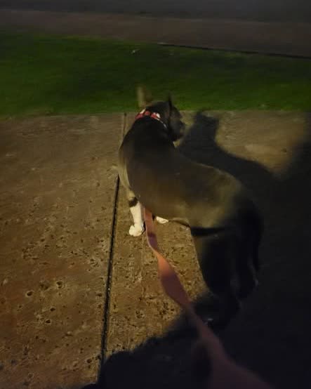 FOUND PET - Oahu | SSH Search