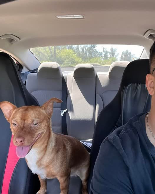FOUND PET - Oahu | SSH Search
