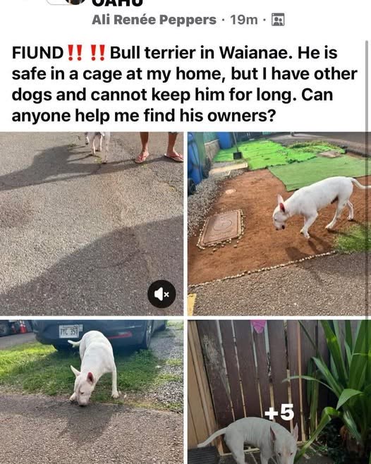 FOUND PET - Oahu | SSH Search