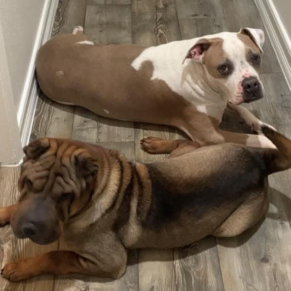 LOST PET - Oahu | SSH Search