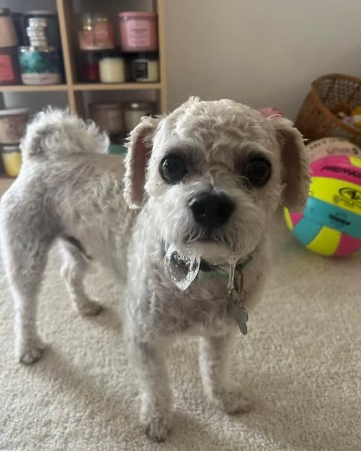 LOST PET - Oahu | SSH Search