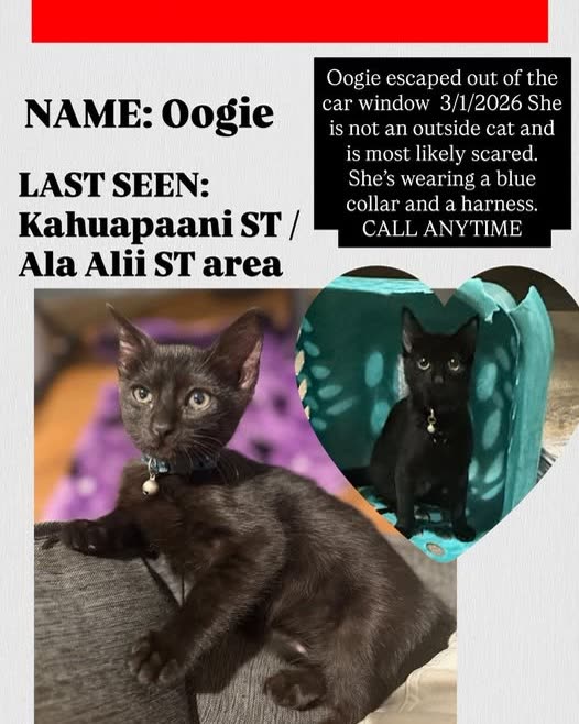 LOST PET - Oahu | SSH Search