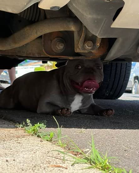 FOUND PET - Oahu | SSH Search