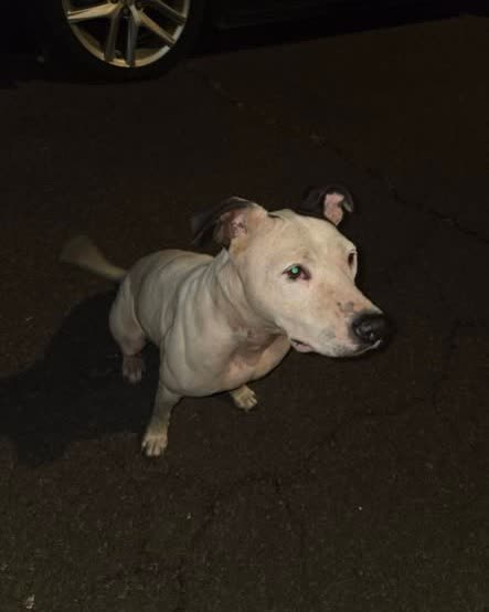 FOUND PET - Oahu | SSH Search